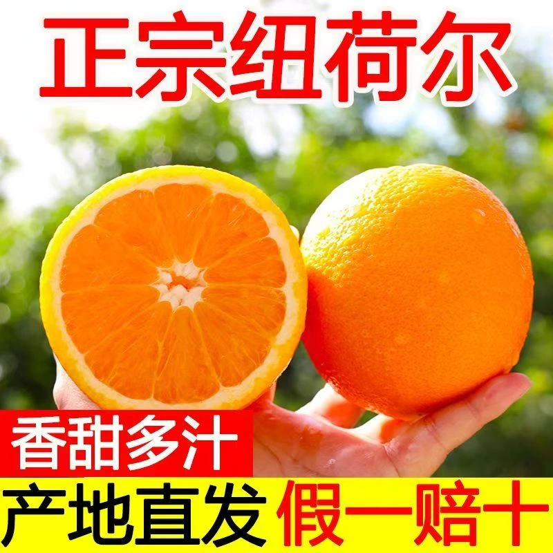 正宗云南高山纽荷尔脐橙新鲜采摘现货现发高维C当季应季爆汁水果