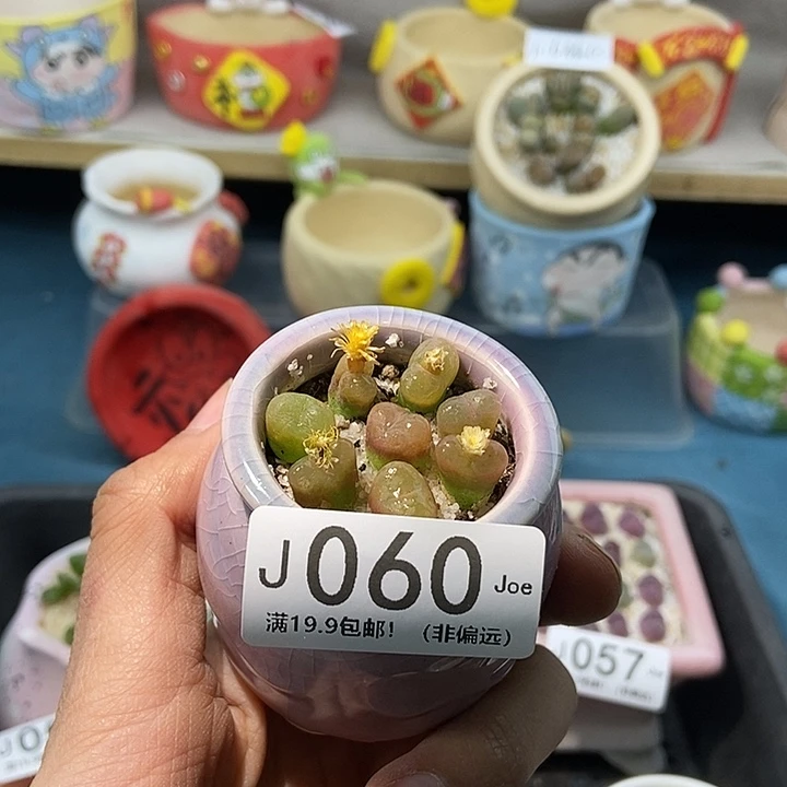 60大舅生石花肉锥多肉