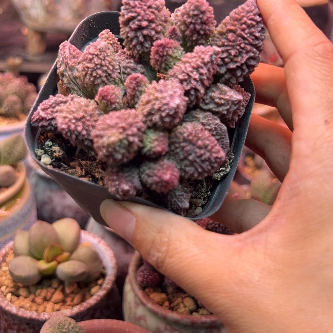 煜***煜好吧好嘛好吧我的宝我