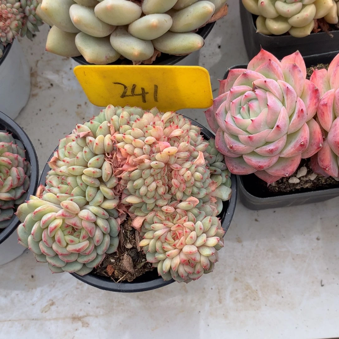 小****白胖子uwuwuwuwuuwuw