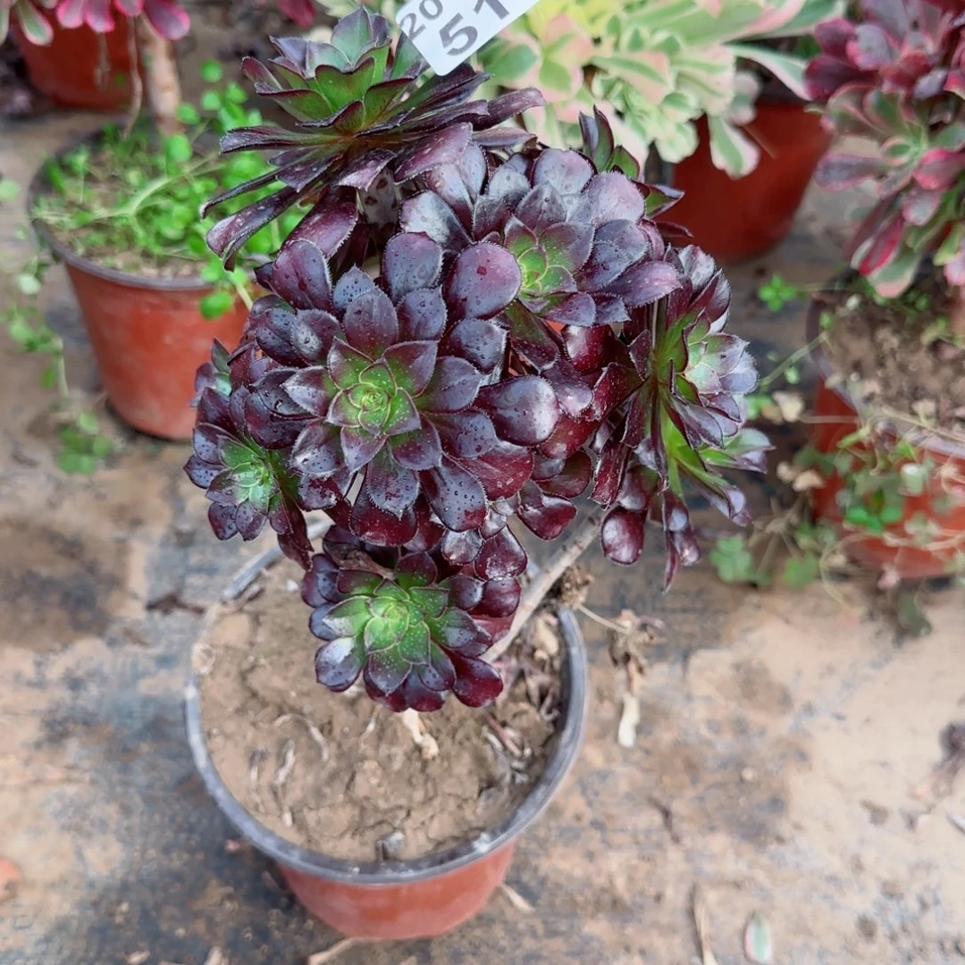 小黑豆510满20包邮断枝不包