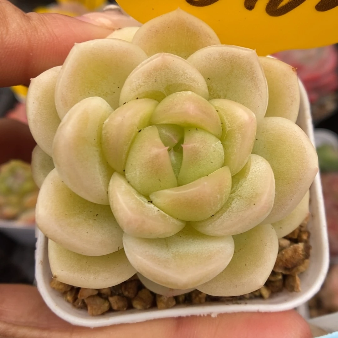 x1珍妮可拍5462号