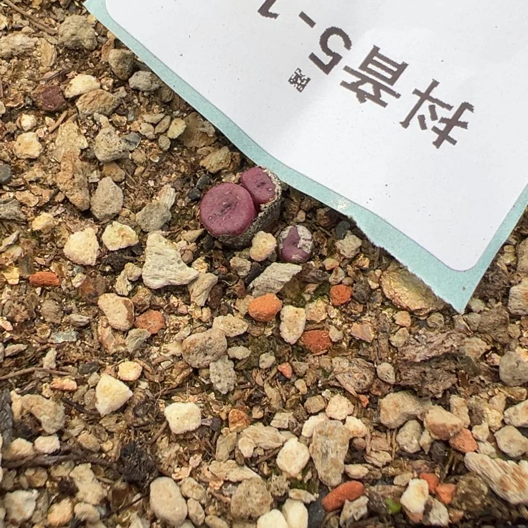 5-199肉锥多肉植物