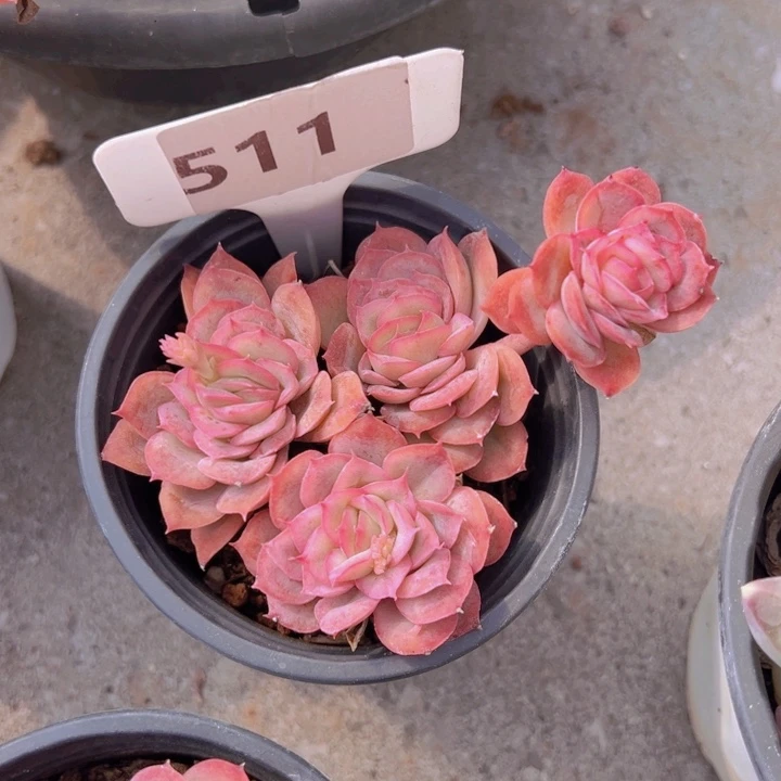 健健康康平平安安