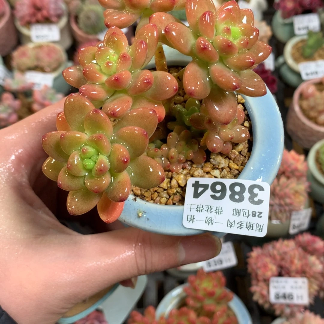 5厘米盆精控多肉3864