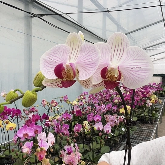 完全开放A109少量共生菌