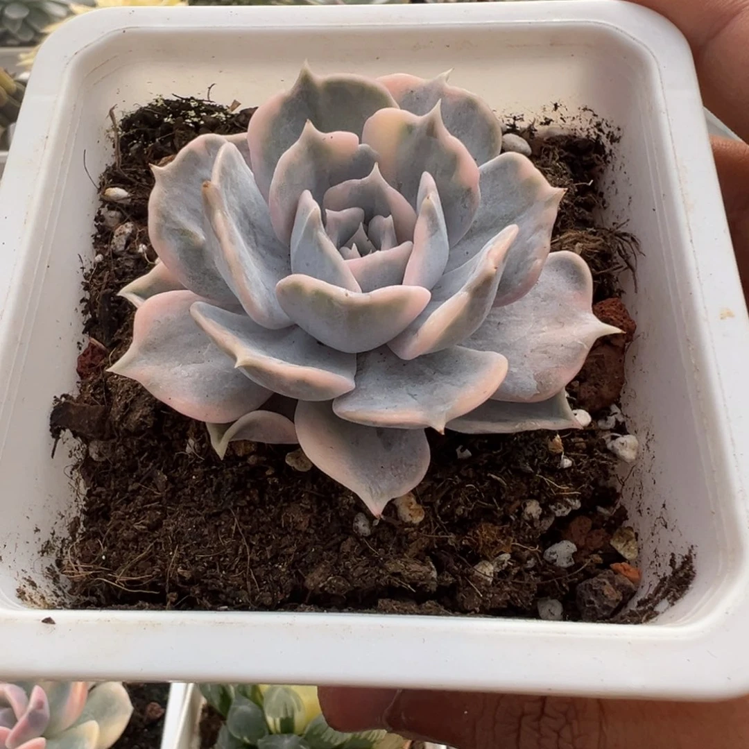利娜莲锦多肉植物