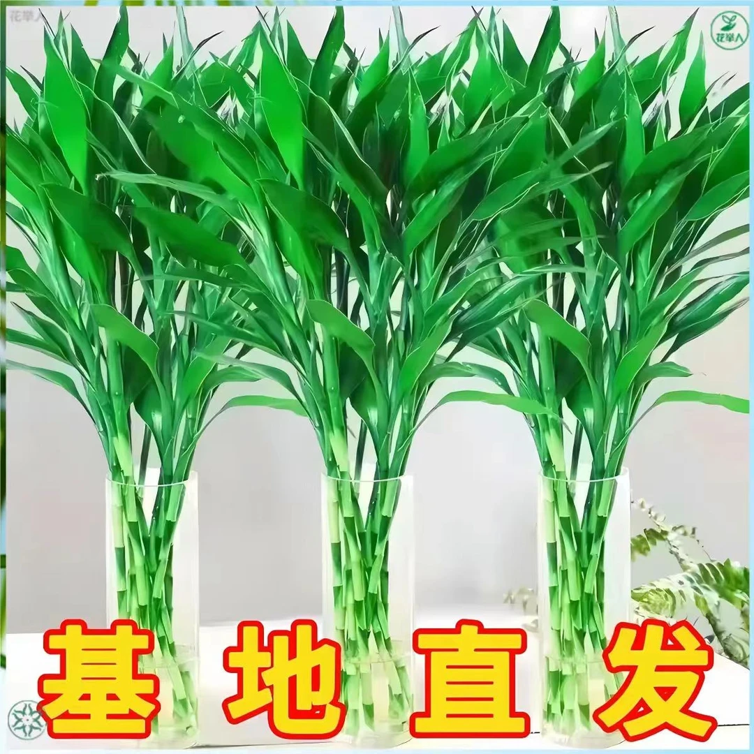 富贵竹水培植物室内水培花卉家里客厅净化绿植盆栽茶室盆景幸运竹
