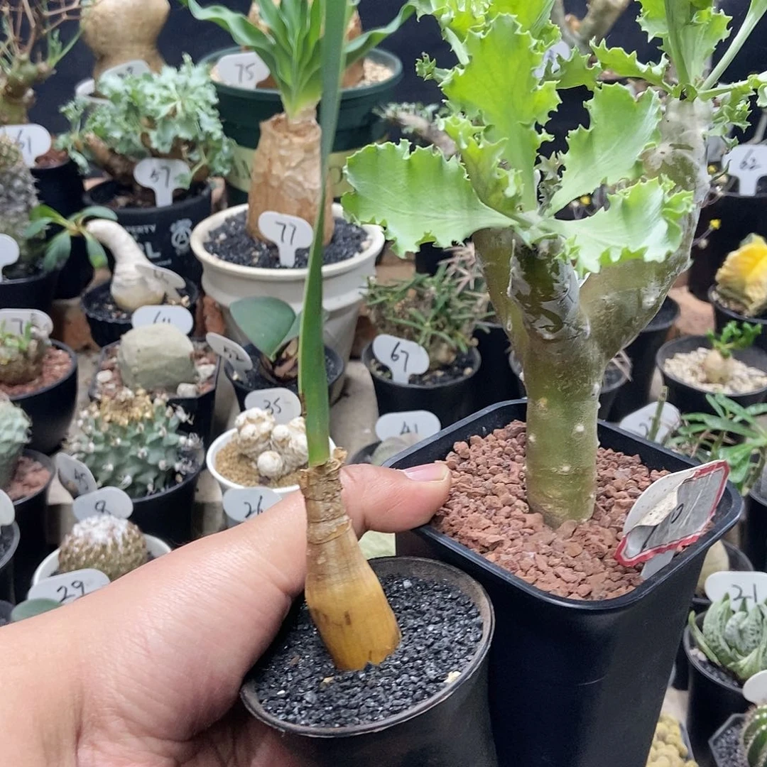 巨凤之卵加雪鹿后盾菊