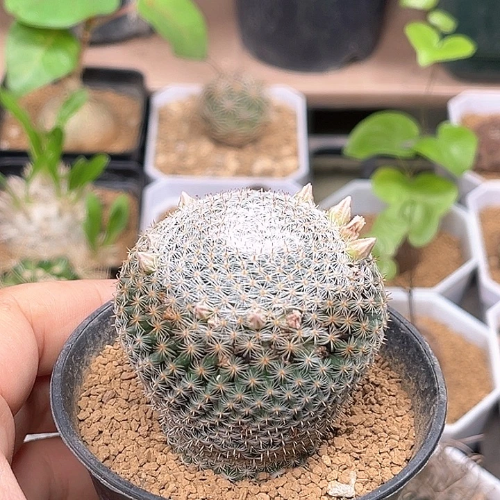 雪娟丸母本实生5cm