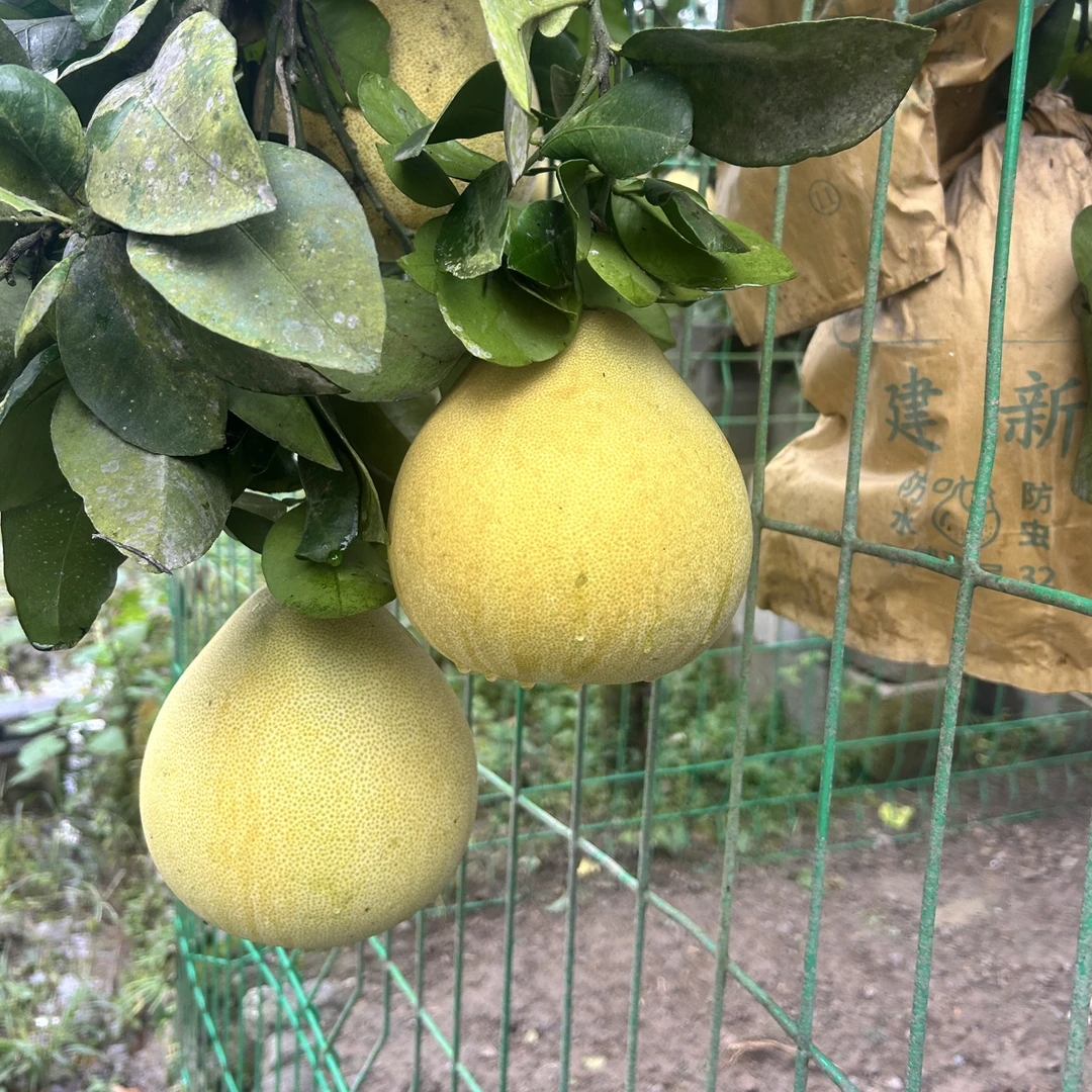 宣恩高罗白柚 2个装