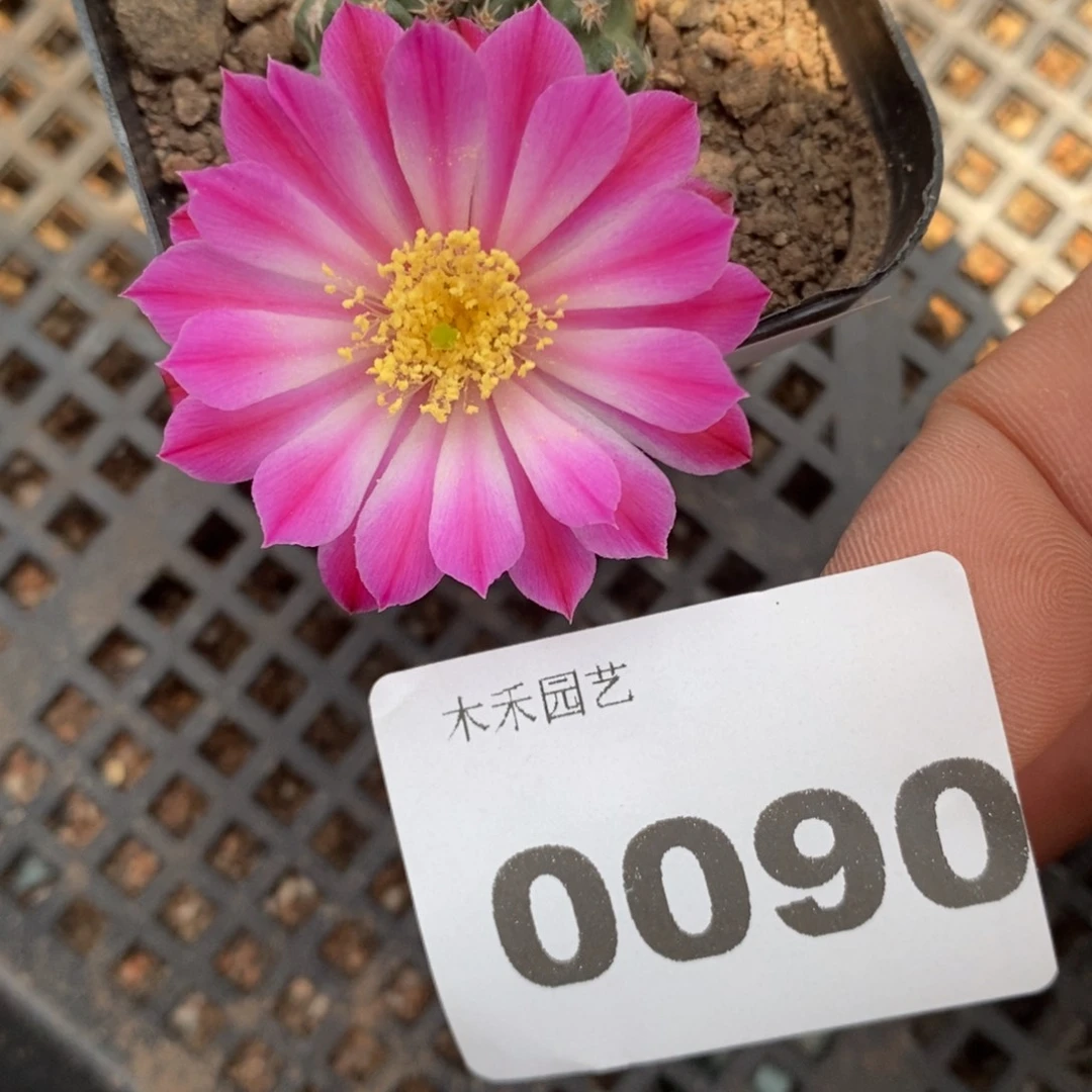 重瓣玫红自根明石虾0090