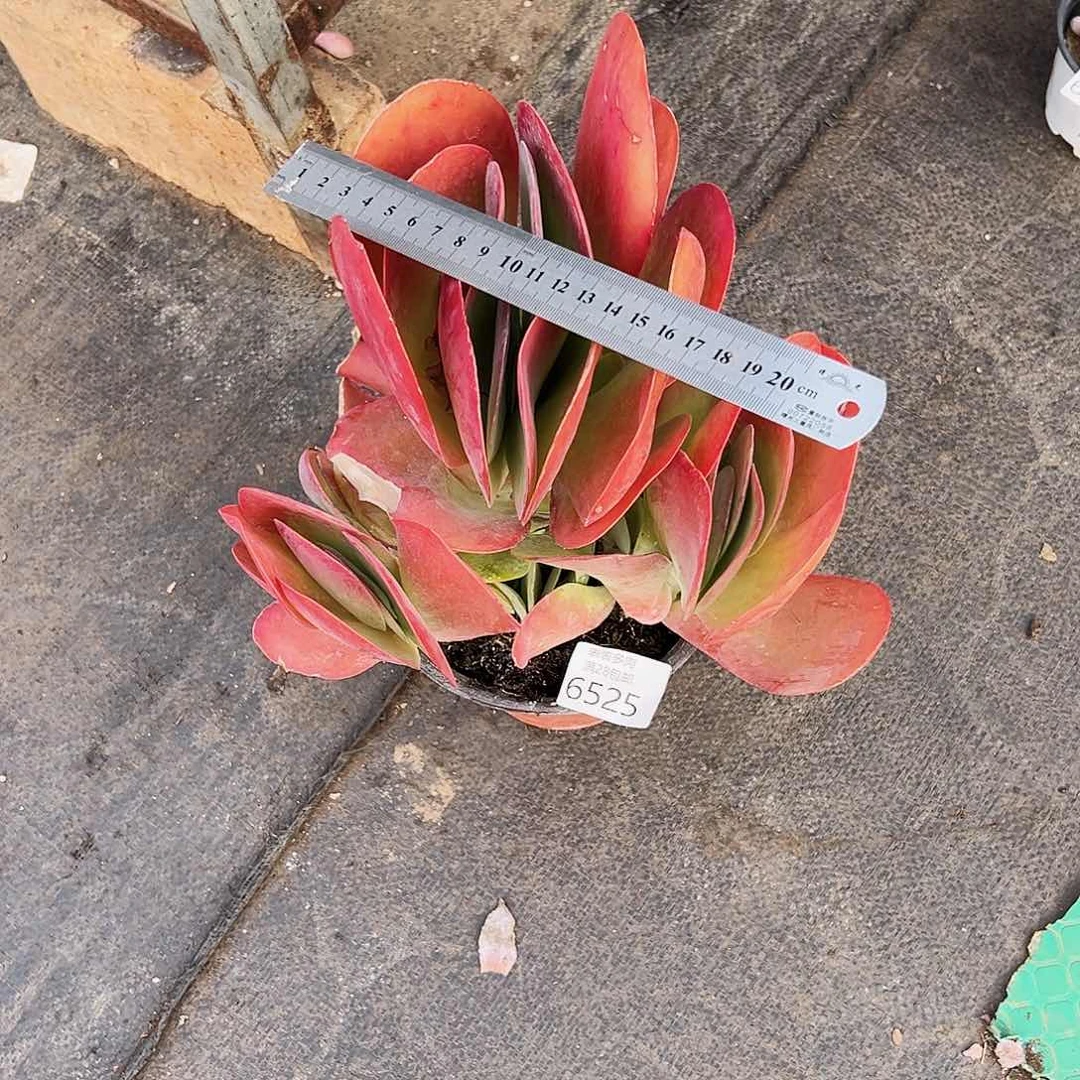 9 号我们的确是一6525