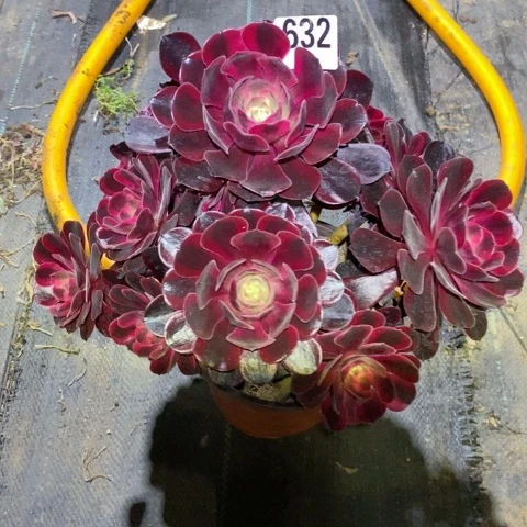 疯***我美杜莎多肉植物法师不包损有断枝