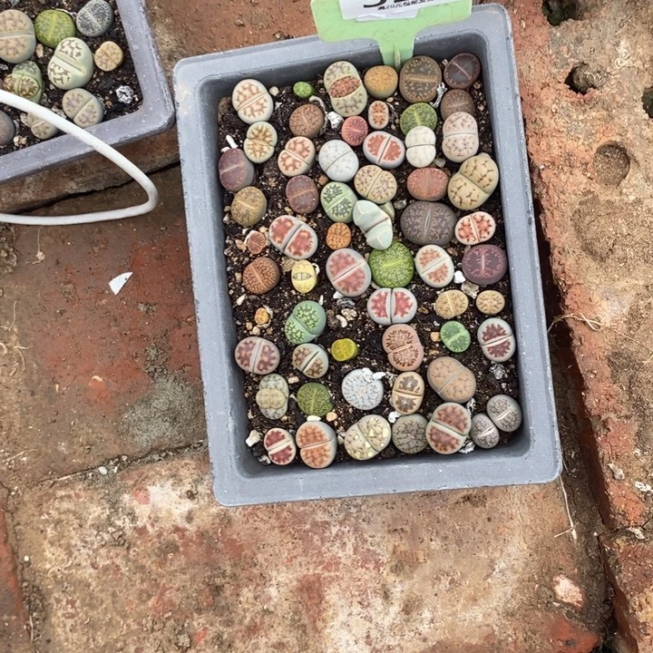 冰***雨生石花等植物的生长325