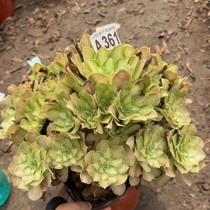 韶华……多肉植物……
