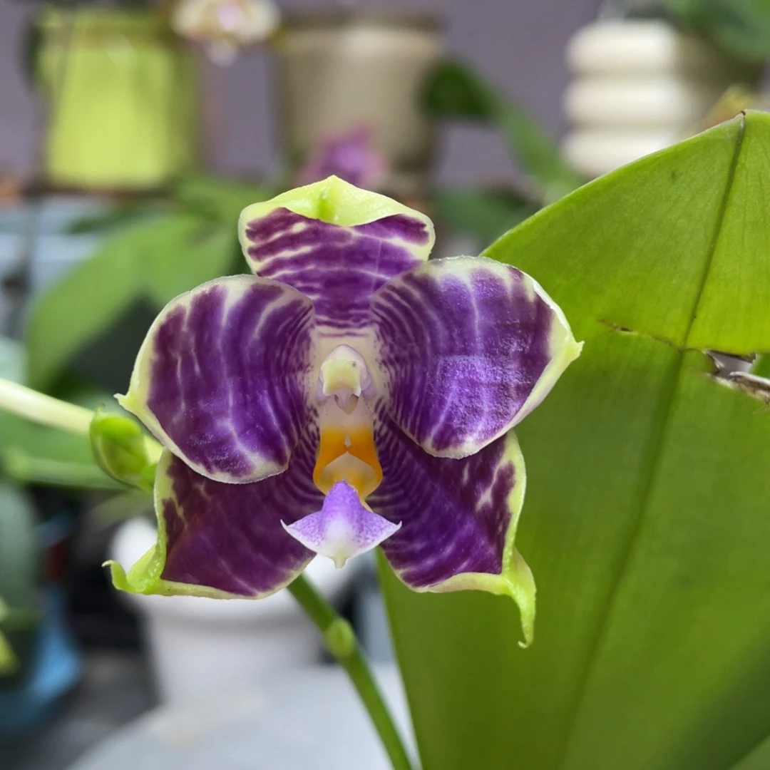 完全开放金虎交蓝豹