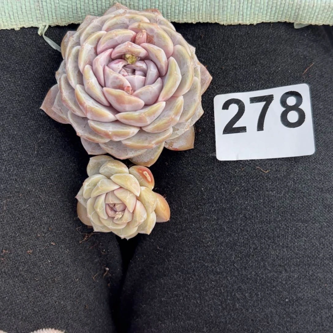 佳*玲278 多肉植物组合盆栽