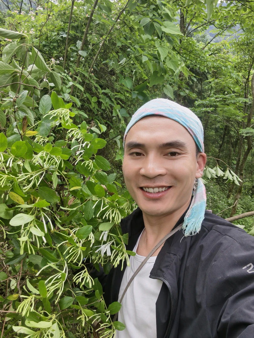 山货野生金银花煮水泡茶