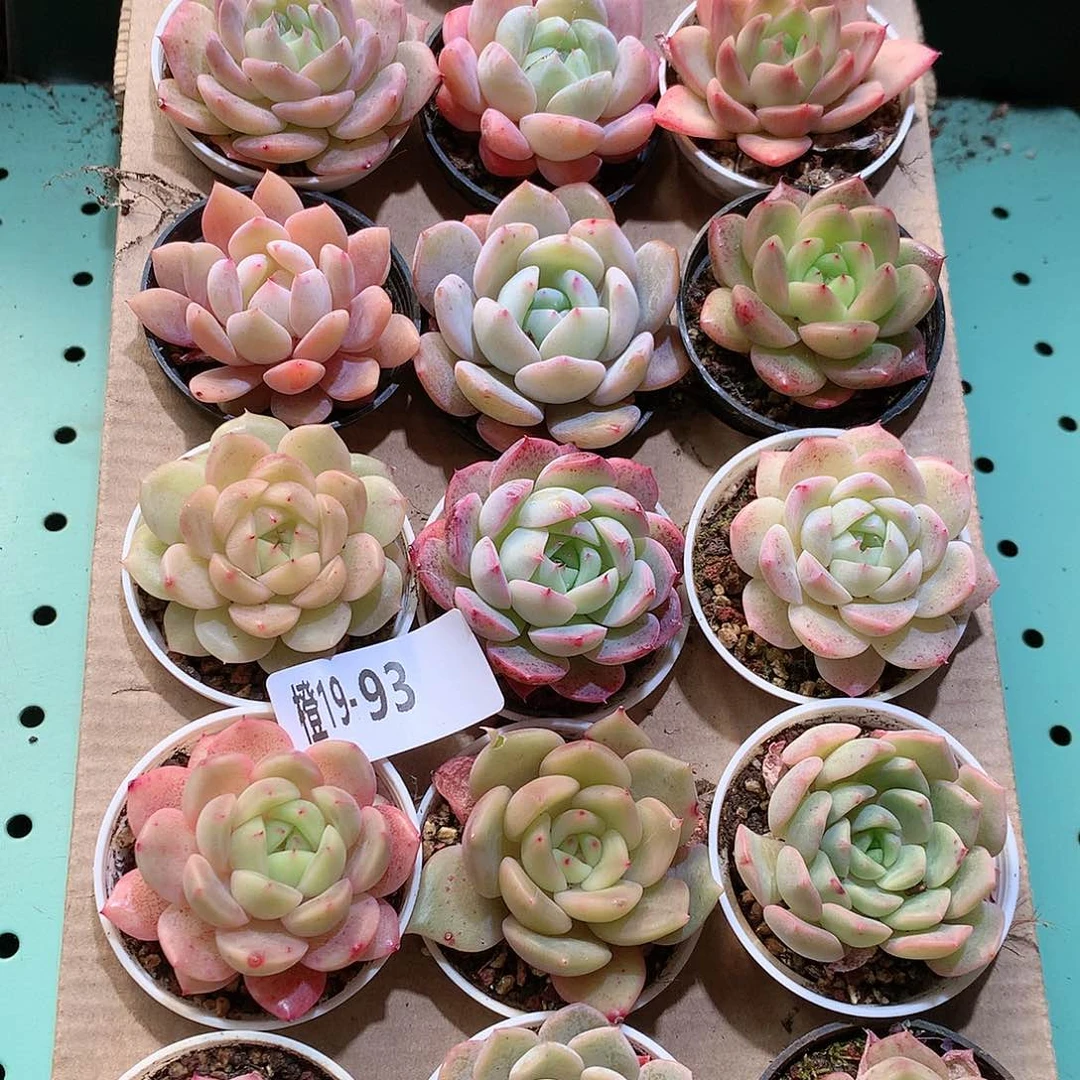 19-93一物一拍带盆18颗。