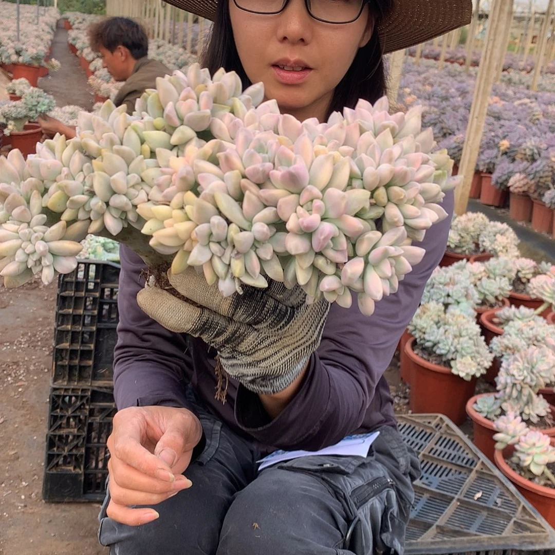 805 淡雪锦缀化 一物一拍