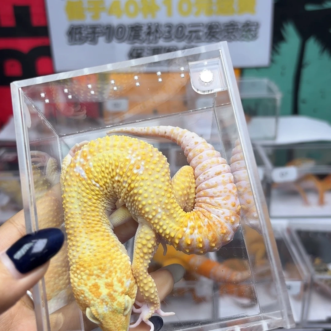 豹纹守宫暴龙弟弟