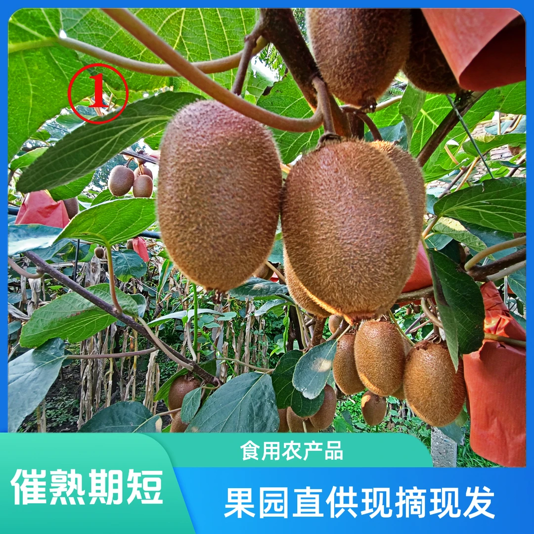 周至翠香猕猴桃奇异果自家果园现摘现发【JD顺丰包邮】【坏果包赔】