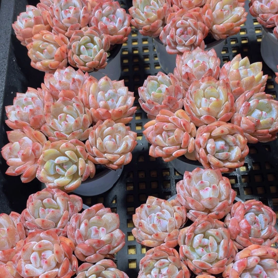 量拍52号 丸叶仙女橙组合一盆