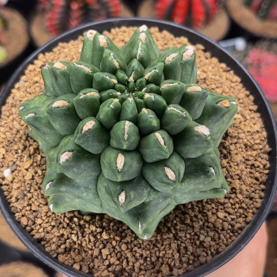 龟甲无刺 米哈仙人球