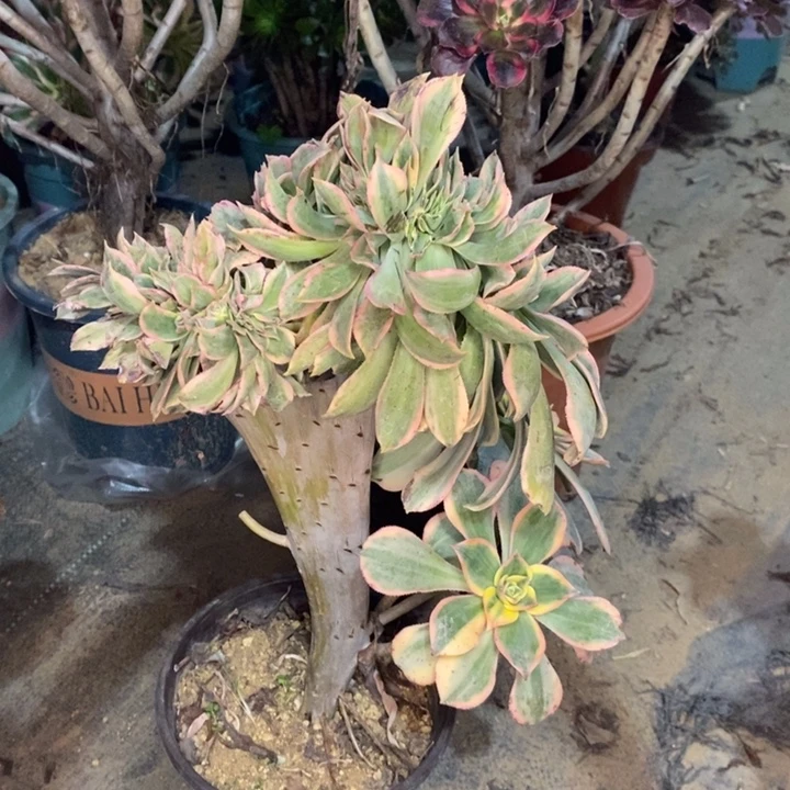 灿烂缀多肉植物46。