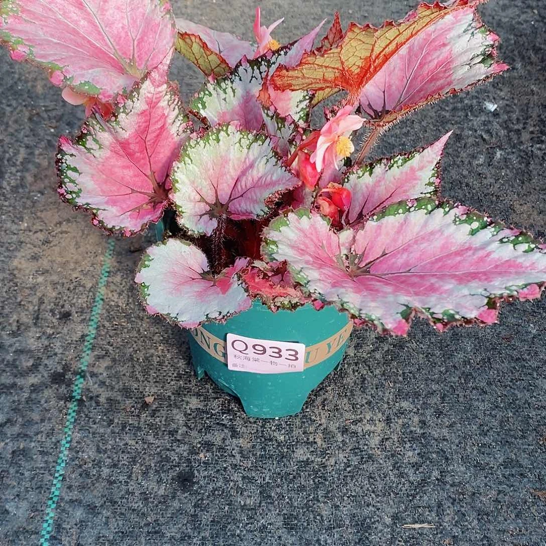 不开花植物咻*秋海棠933换白盆