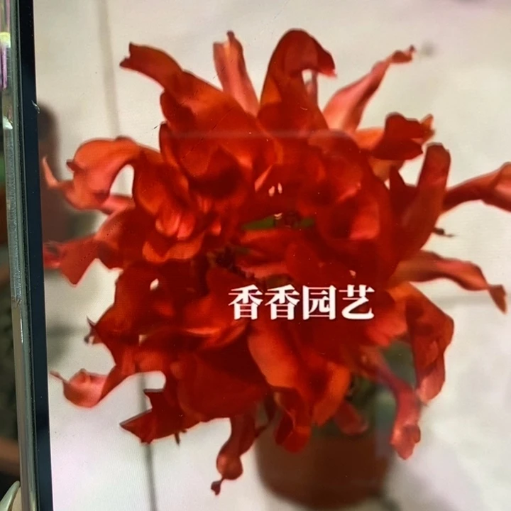 香香红卷卷侧芽2公分左右