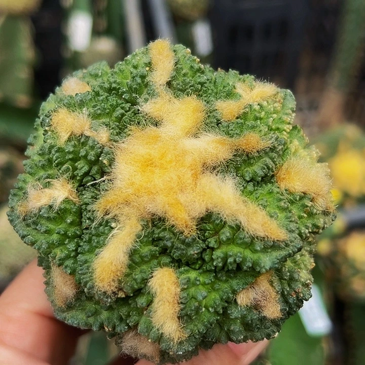 无花朵福利大尤龟甲哥斯拉牡丹905