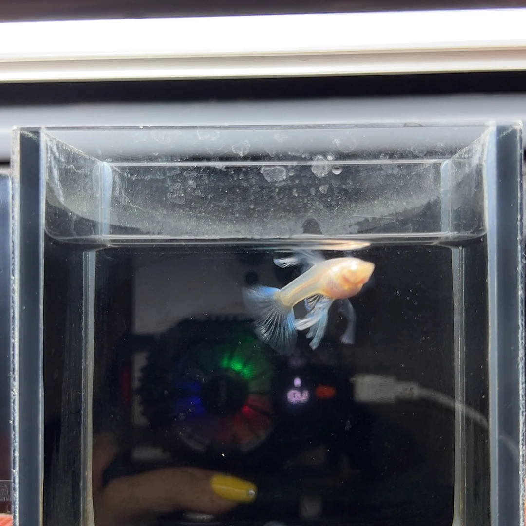孔雀鱼蓝白大c一对