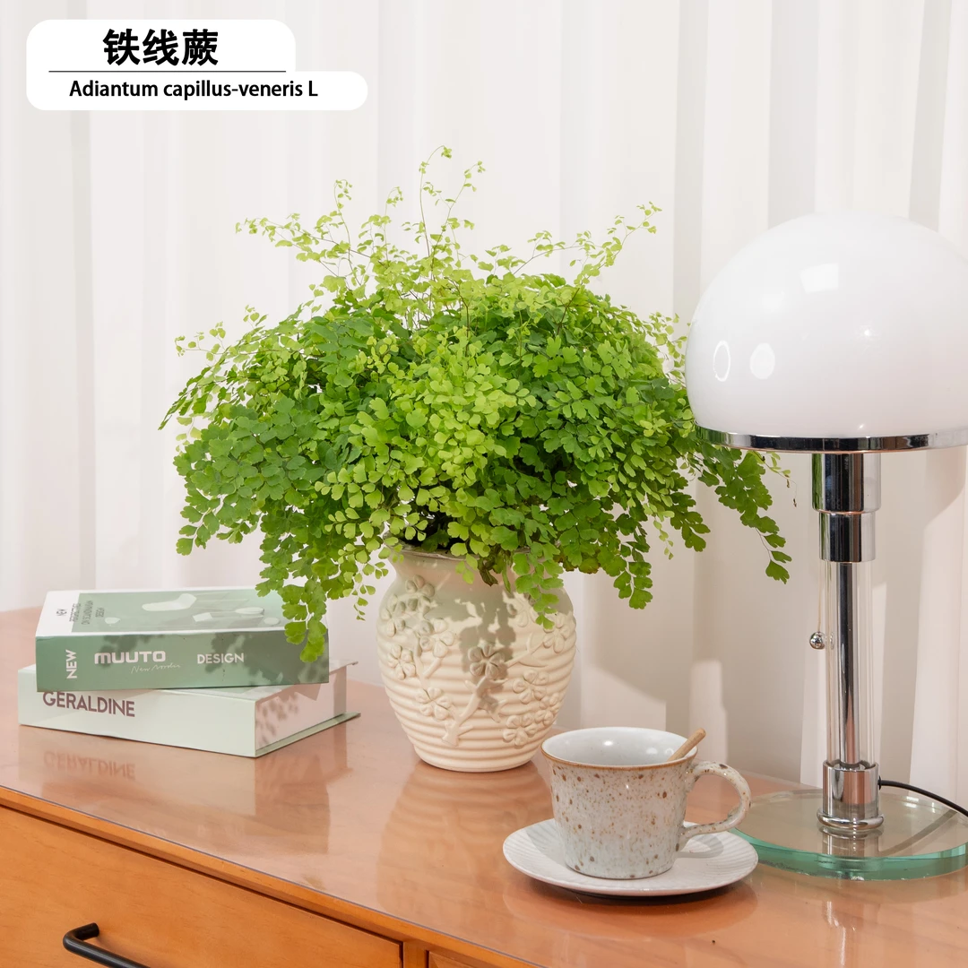铁线蕨绿植盆栽室内水培植物花卉绿植四季常青网红植物办公室绿植