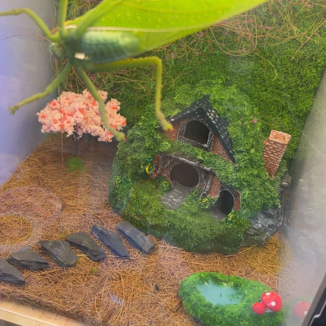 全品巨拟一只顺丰包邮