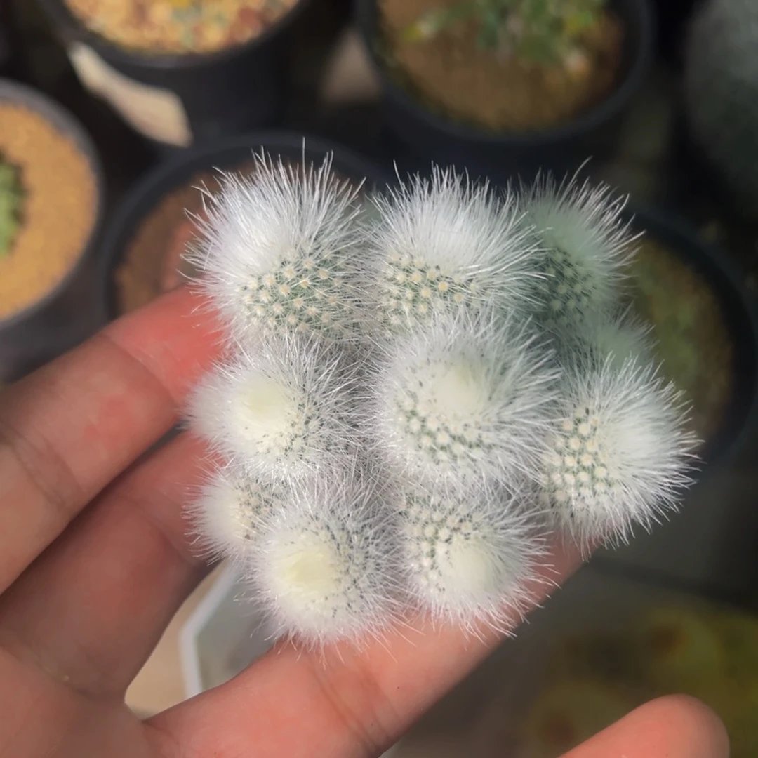 305实生根多肉植物裸根发货