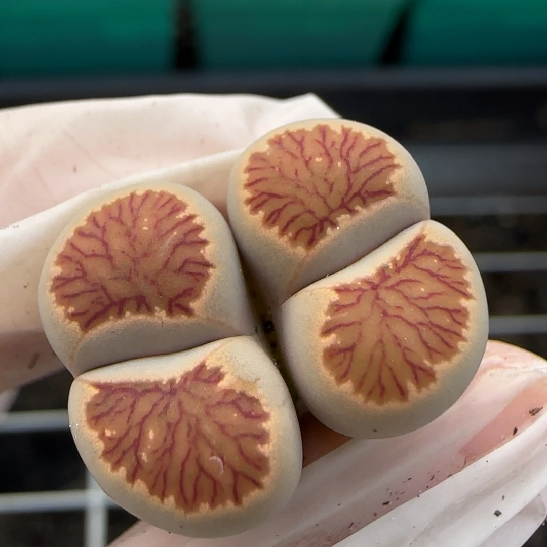 11.5爱萌多肉母本8097