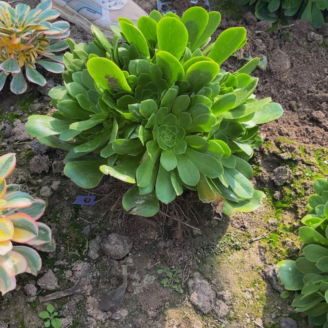 绿羊绒多肉植物捧花的