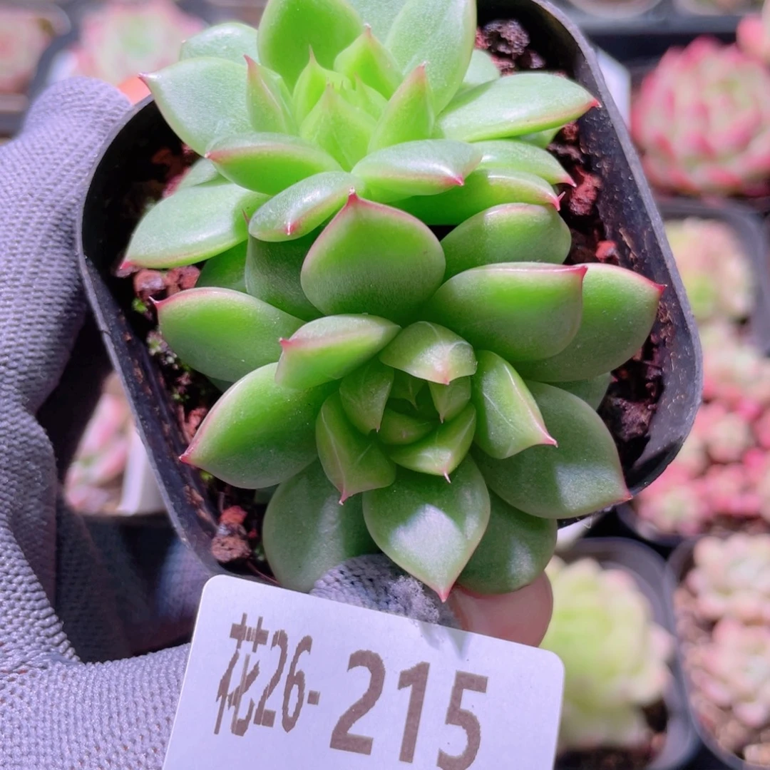 花利美26-215海王