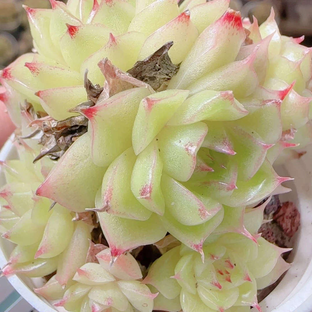 花语逸镜1116-106散