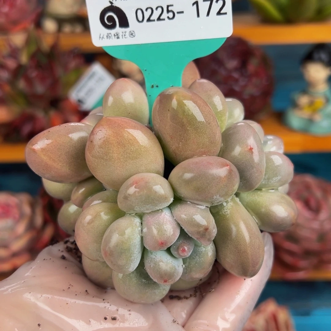 从前慢多肉精选编号0225.172