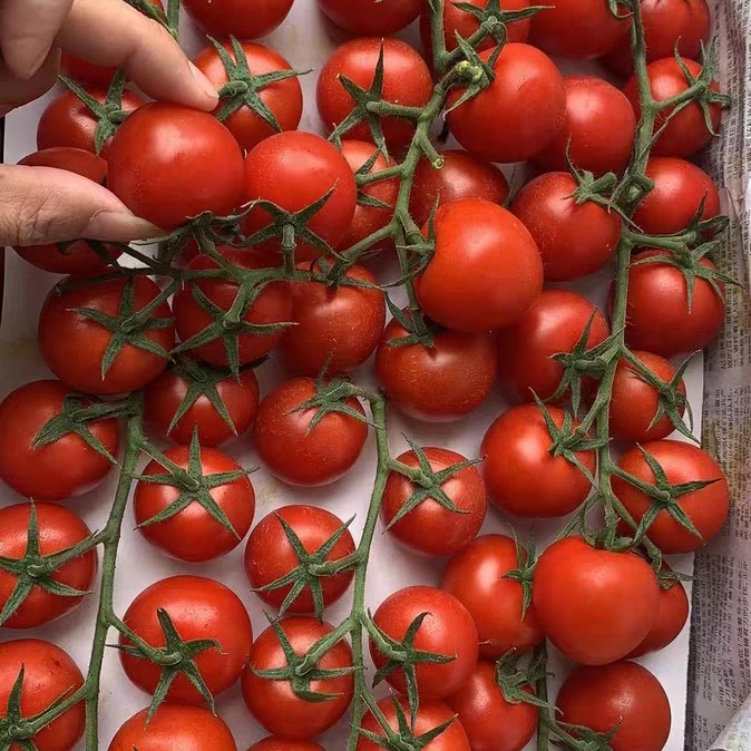 marwayit xuhla uruk 圣女果种子100粒