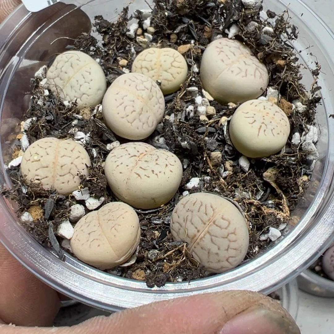 【闪购商品】 176。