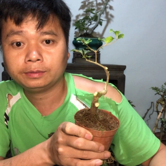 无花朵盆景盆栽植物