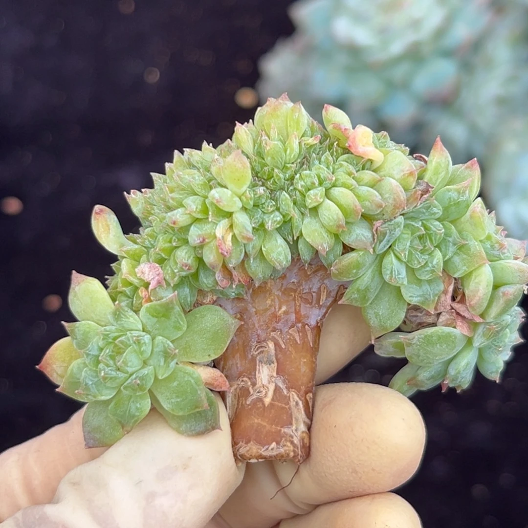 新年快乐 新年快乐