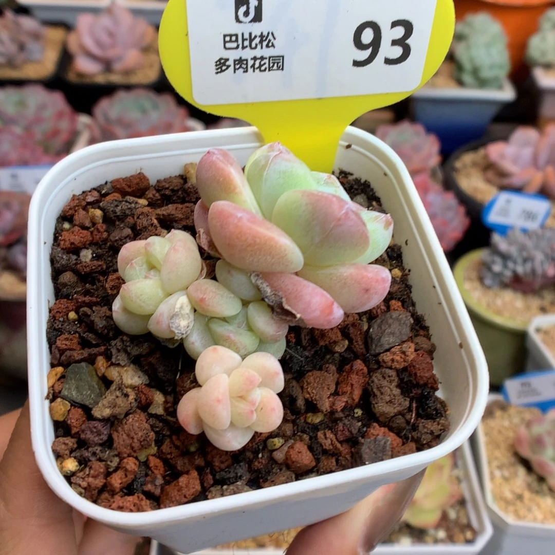 93四头冰玉多肉植物