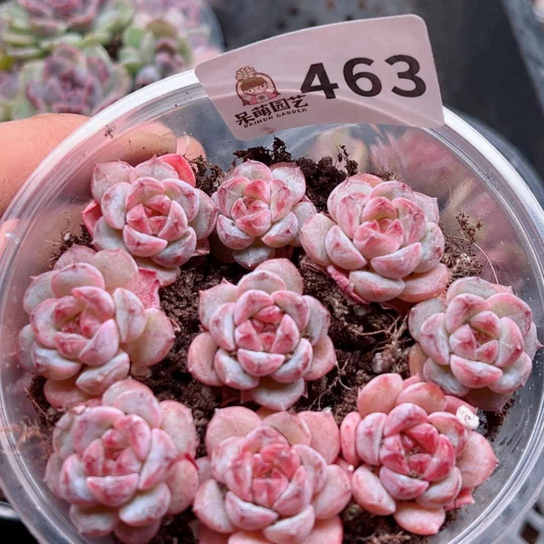 多肉植物多肉植物