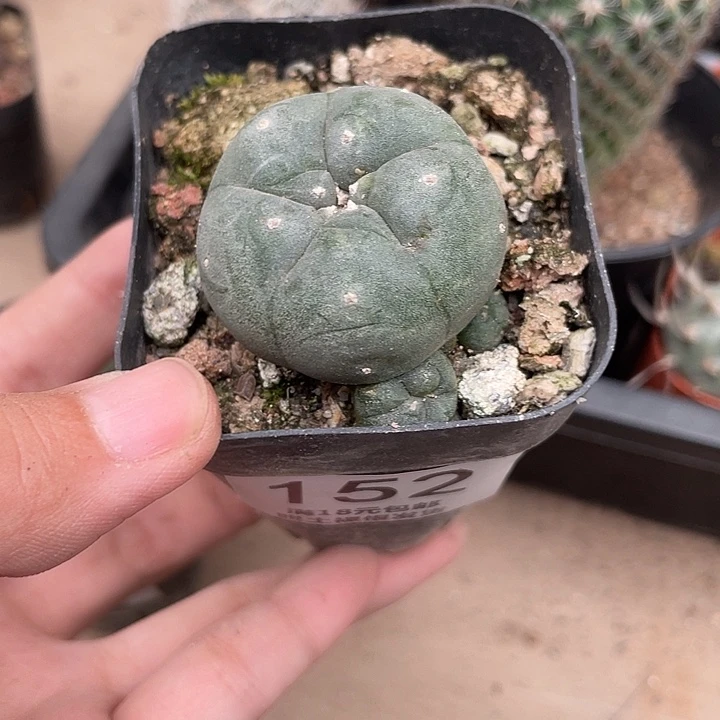 151鱼群仙人球植物