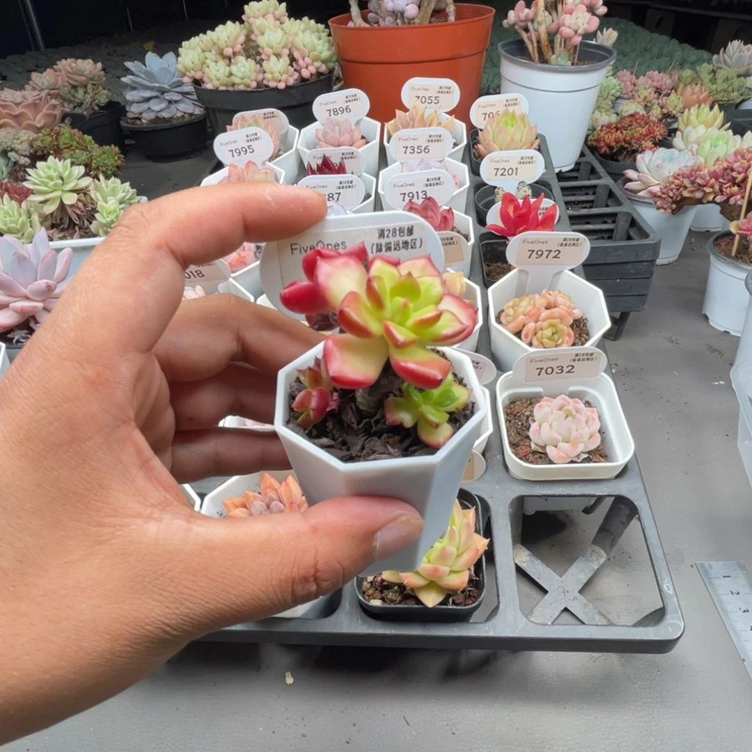 7819红灯笼4.0厘米